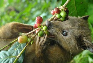 luwak coffee